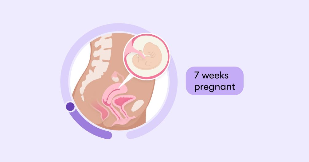 7 weeks pregnant Symptoms tips and baby development